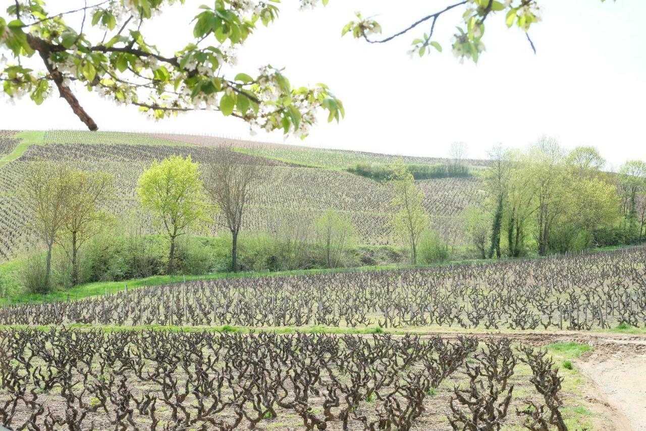 La Maison Des Vignes Charentay Exterior foto